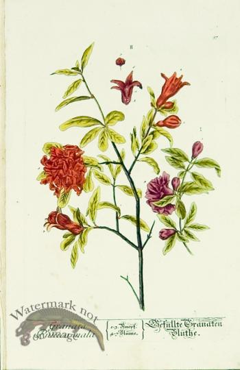 Blackwell German 171